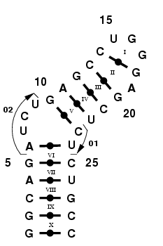 HIV-1 TAR hairpin