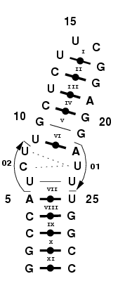 RNA thermometer 2GIO